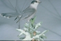 Gray Jay picture