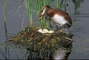 Horned Grebe picture