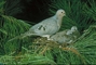 Mourning Dove picture