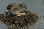 Pied-billed Grebe picture