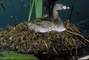 Pied-billed Grebe picture