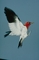 Red-headed Woodpecker picture