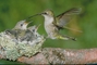 Ruby-throated Hummingbird picture