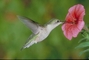 Ruby-throated Hummingbird picture