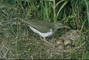 Spotted Sandpiper picture