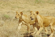 African Lion Poster