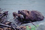 Beaver Magnet