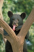 Black Bear Magnet