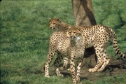 Cheetah Magnet