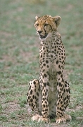 Cheetah Magnet