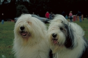 English Sheepdog Coffee Mug