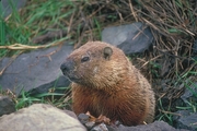 Groundhog Magnet