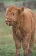 Highland cattle Poster