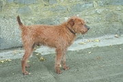 Irish terrier Poster