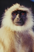 Langur Magnet