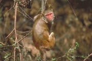 Macaque Magnet