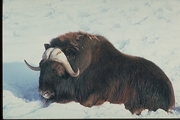 Musk Ox Poster