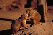 Prairie Dog Magnet