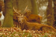 Red Deer T-Shirt