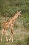 Reticulated Giraffe Magnet