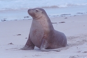 Sea lion Mousepad