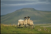 Swalesdale sheep Mousepad