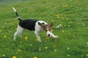 Wensleydale Foxhound Poster