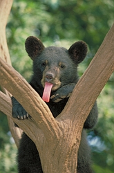 Black Bear