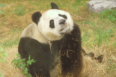 Giant panda