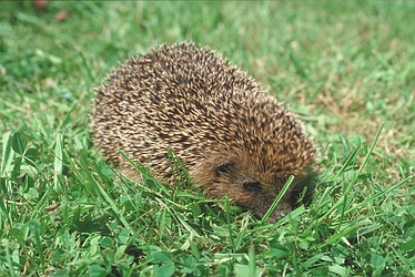 Hedgehog