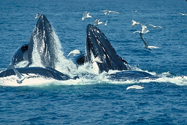 Humpback Whale