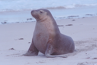 Sea lion