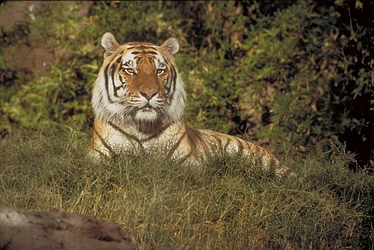 Siberian Tiger