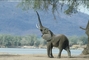 African Elephant picture