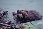 Beaver picture