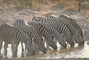 Burchell's Zebra picture