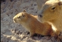 Capybara picture