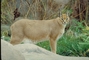 Caracal picture