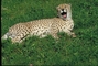 Cheetah picture