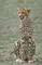 Cheetah picture