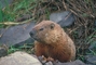 Groundhog picture