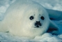 Harp Seal picture