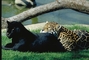 Jaguar picture