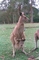 Kangaroo picture