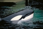 Killer Whale picture