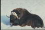 Musk Ox picture