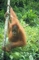 Orangutan picture