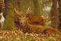 Red Deer picture