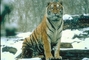 Siberian tiger picture