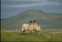 Swalesdale sheep picture